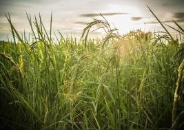Farmland Prices Increasing