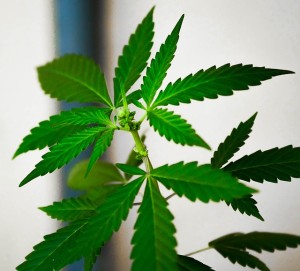 Natural Marijuana Plant