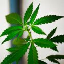 Marijuana One of Nation’s Fastest Growing Commodities