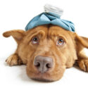 Canine Flu on the Rise
