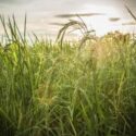 Five Best Small Business Trends in Rural Communities